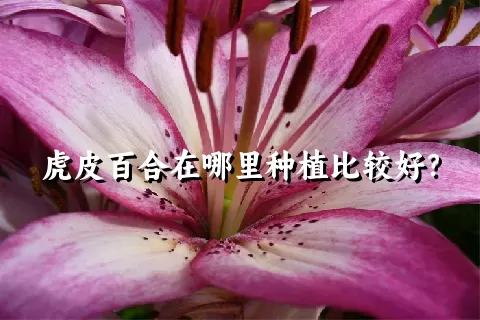 虎皮百合在哪里种植比较好？