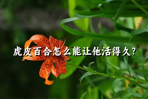 虎皮百合怎么能让他活得久？