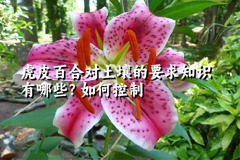 虎皮百合对土壤的要求知识有哪些？如何控制