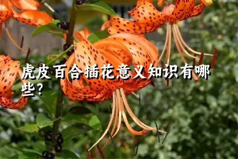 虎皮百合插花意义知识有哪些？