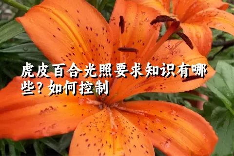 虎皮百合光照要求知识有哪些？如何控制