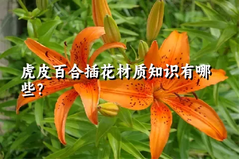 虎皮百合插花材质知识有哪些？