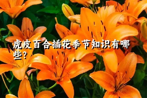 虎皮百合插花季节知识有哪些？