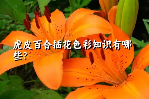 虎皮百合插花色彩知识有哪些？