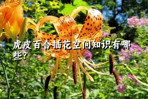 虎皮百合插花空间知识有哪些？