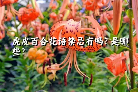 虎皮百合花语禁忌有吗？是哪些？