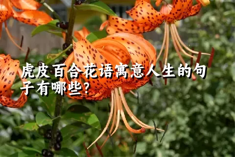 虎皮百合花语寓意人生的句子有哪些？