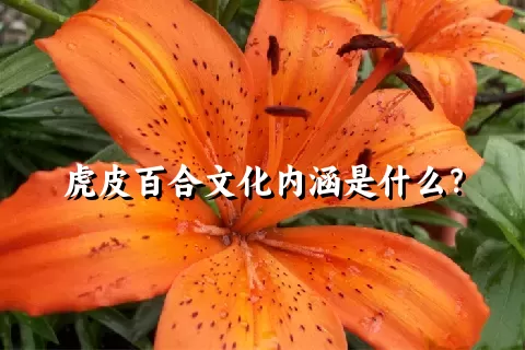 虎皮百合文化内涵是什么？