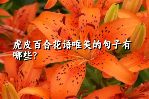 虎皮百合花语唯美的句子有哪些？