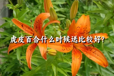 虎皮百合什么时候送比较好？