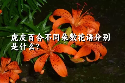 虎皮百合不同朵数花语分别是什么？