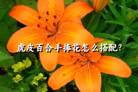 虎皮百合手捧花怎么搭配？