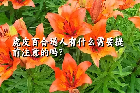 虎皮百合送人有什么需要提前注意的吗？