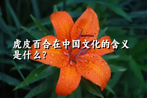 虎皮百合在中国文化的含义是什么？