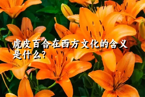 虎皮百合在西方文化的含义是什么？