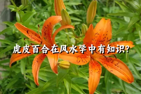 虎皮百合在风水学中有知识？