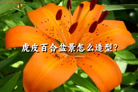 虎皮百合盆景怎么造型？