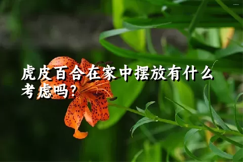 虎皮百合在家中摆放有什么考虑吗？