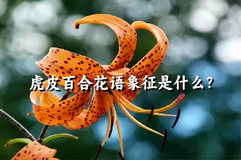 虎皮百合花语象征是什么？