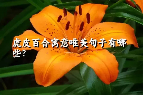 虎皮百合寓意唯美句子有哪些？