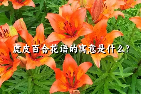 虎皮百合花语的寓意是什么？