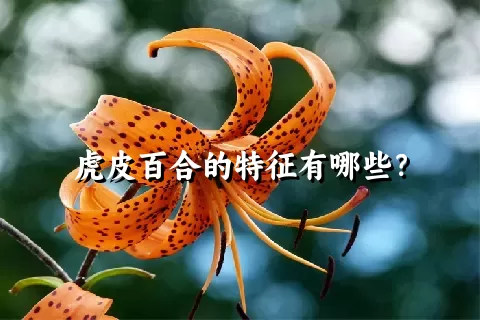 虎皮百合的特征有哪些？