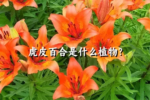 虎皮百合是什么植物？