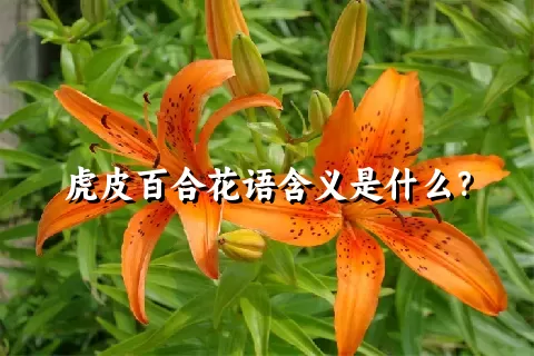 虎皮百合花语含义是什么？