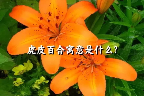 虎皮百合寓意是什么？