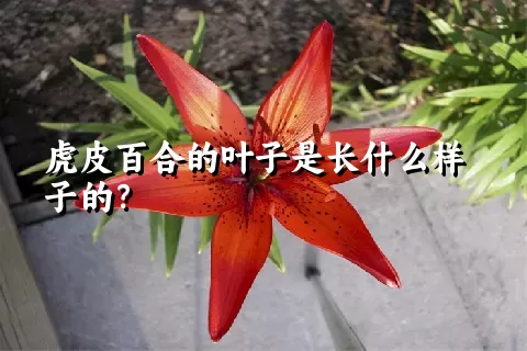 虎皮百合的叶子是长什么样子的？