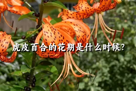 虎皮百合的花期是什么时候？