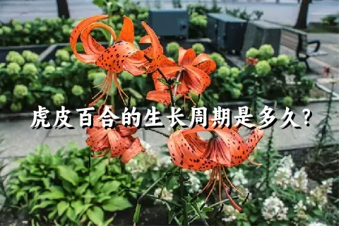 虎皮百合的生长周期是多久？