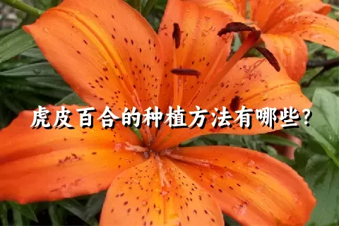 虎皮百合的种植方法有哪些？