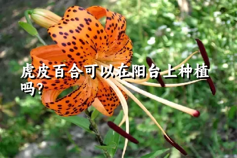 虎皮百合可以在阳台上种植吗？