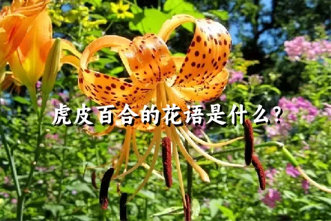 虎皮百合的花语是什么？