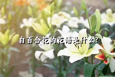 白百合花的花语是什么?