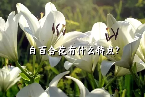 白百合花有什么特点?