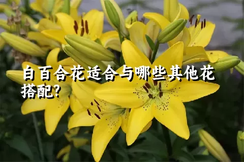 白百合花适合与哪些其他花搭配?