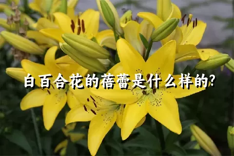 白百合花的蓓蕾是什么样的?