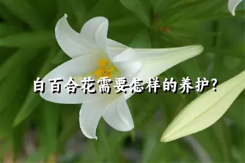 白百合花需要怎样的养护?