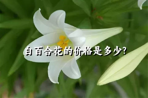 白百合花的价格是多少?