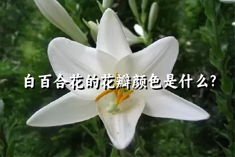 白百合花的花瓣颜色是什么?