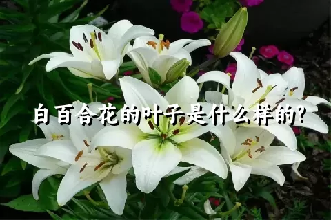 白百合花的叶子是什么样的?