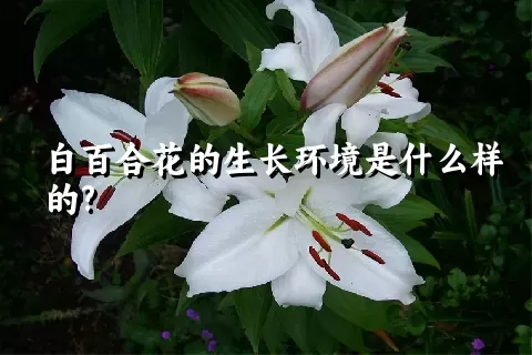 白百合花的生长环境是什么样的?