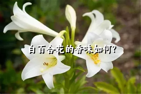 白百合花的香味如何?