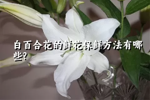 白百合花的鲜花保鲜方法有哪些?