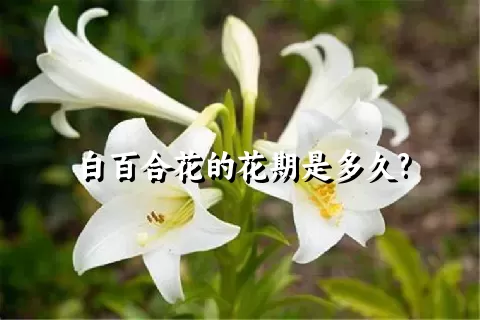 白百合花的花期是多久?