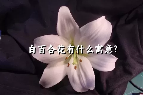 白百合花有什么寓意?