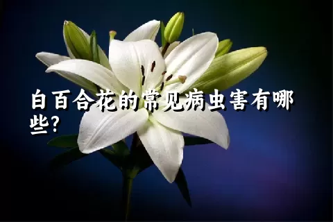 白百合花的常见病虫害有哪些?