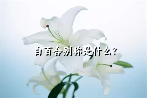 白百合别称是什么？